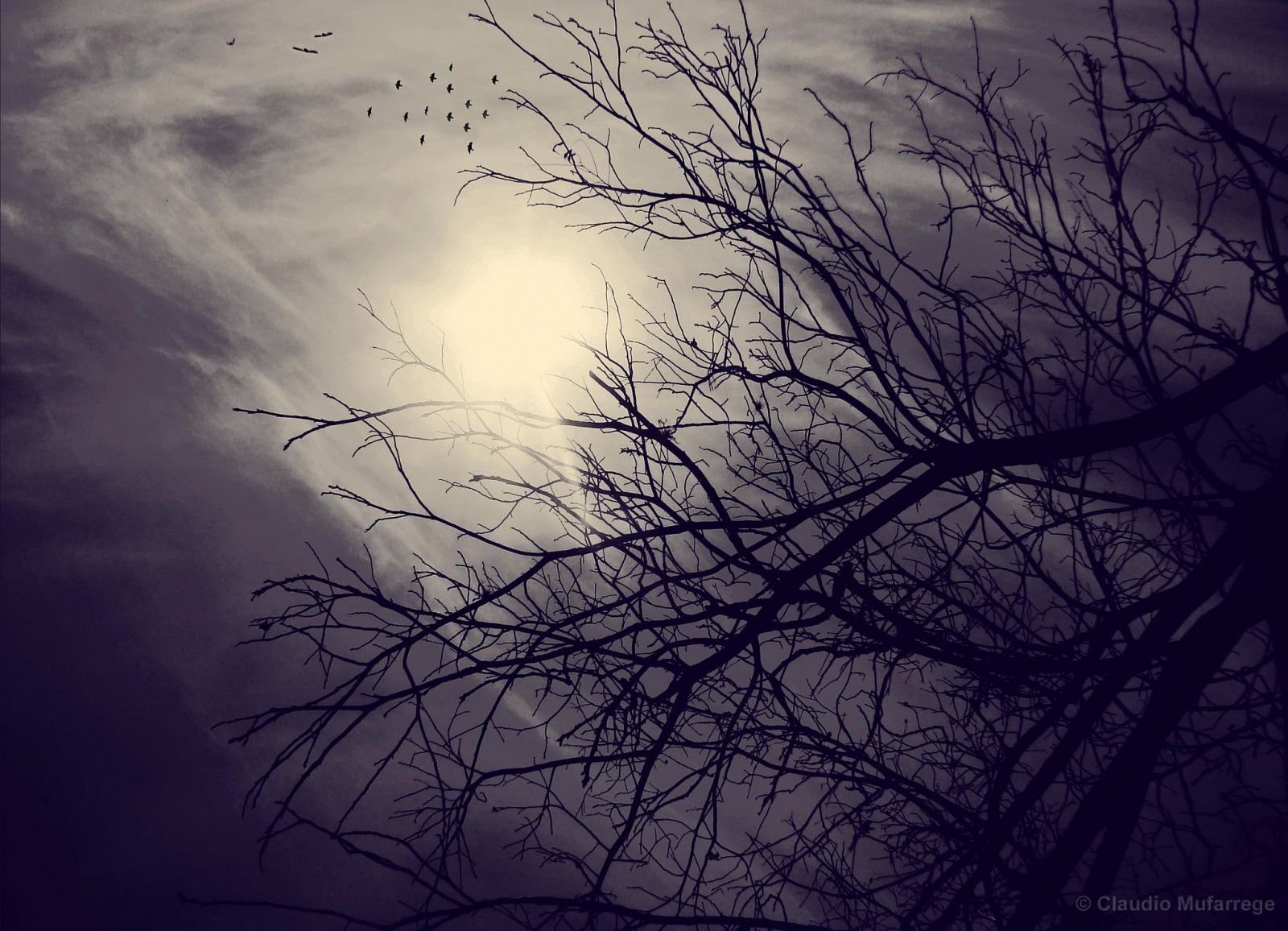 ต้นไม้, พระอาทิตย์ตก, bw, Naturaleza, santafe, นก, ธรรมชาติ, อาร์เจนตินา, ภาพเงา, atardecer, topf75, ไชโย, Arboles, โซนี่, พันล้าน, Pajaros, เชพเฟ, Silueta, Soe, dsc, ฝันร้าย, h9, cubism, wonderworld, blueribbonwinner, VOB, cruzadas, bandada, bej, fineartphotos, golddragon, ความคิดสร้างสรรค์, mywinners, abigfave, worldbest, shieldofexcellence, platinumphoto, anawesomeshot, cameradeourobrasil, ช่างภาพสีทอง, ช่างภาพเพชร, flickrdiamond, citrit, ysplix, excellentphotographerawards, theunforgettablepictures, Newacademy, overtheexcellence, goldsealofquality, ดีกว่า, ความภาคภูมิ, theperfectphotographer, goldstaraward, dragongoldaward, arealgem, multimegashot, นักทับทิม, magicdonkeysbest, claudioar, claudiomufarrege, phvalue, dragondaggerphot, Fabbow, Daarklands, magicunicornverybest