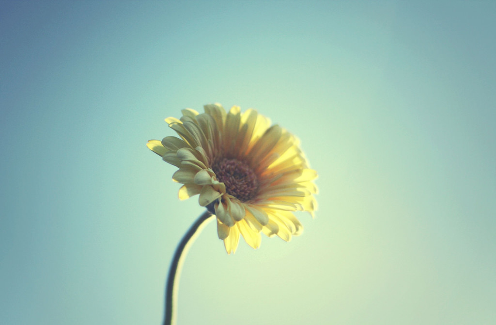 Wallpaper blue, flower, yellow, spring