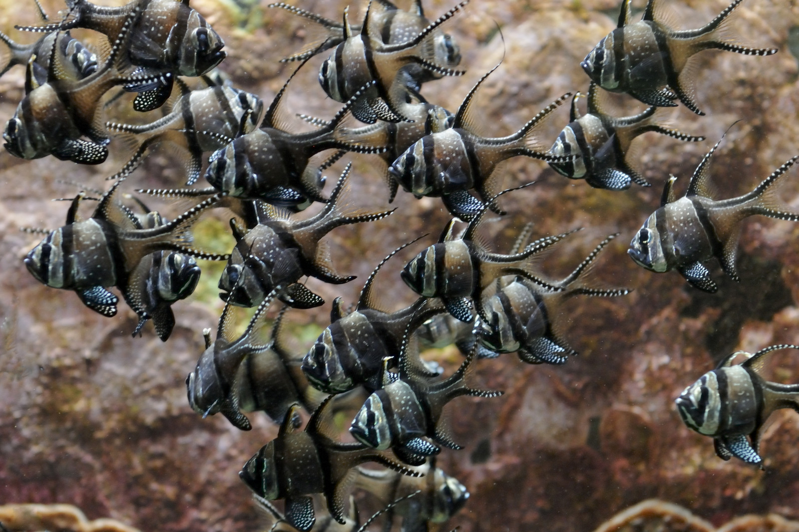 zvěř, Německo, deutschland, akvárium, Nikon, Ryby, D300, Aquazoo