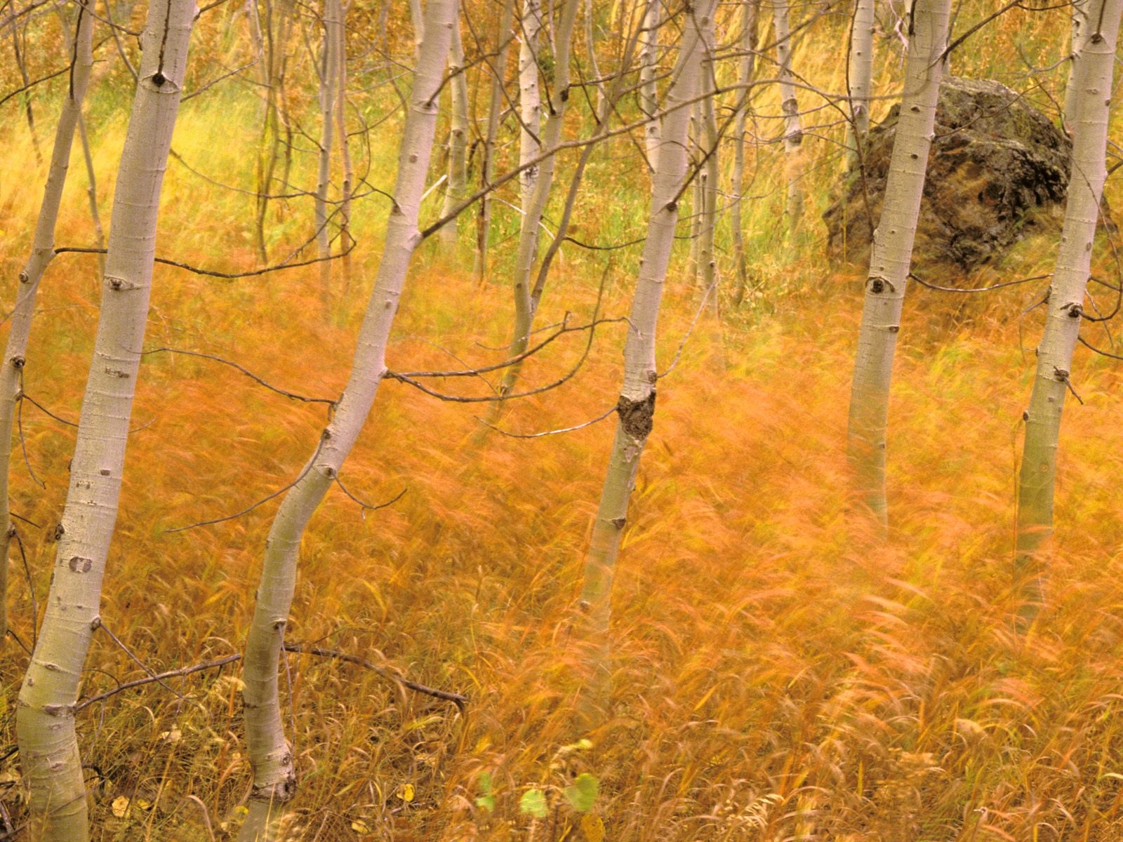 alberi, foresta, erba, autunno