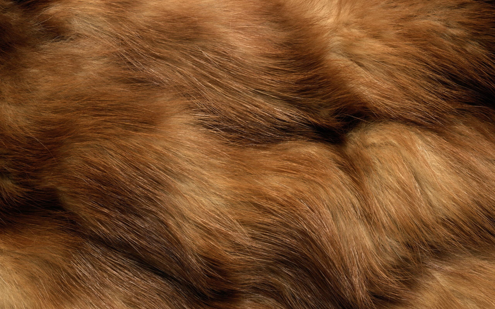 Wallpaper fur, spotted, animal, clothing 2560x1600 wallup 734236