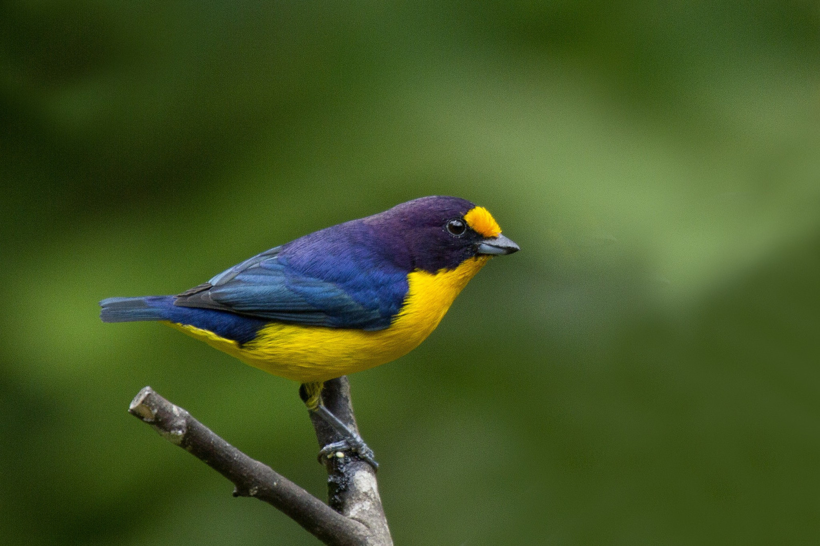 uccelli, animali, natura, natura, becco, uccello, fringuello, fauna, appollaiati uccelli, vertebrato, vecchio mondo pigliamosche, verde jay