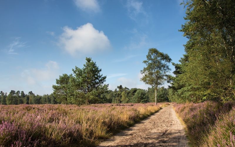 trees, landscape, forest, hill, nature, grass trees, landscape, forest, hill, nature, grass