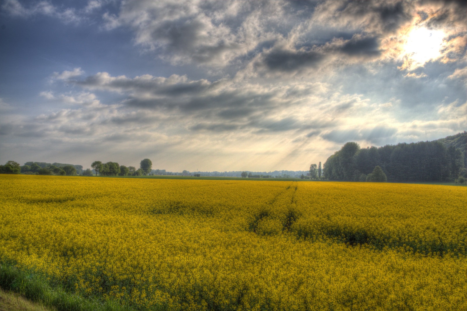 slunečnímu záření, stromy, krajina, voda, Příroda, odraz, tráva, nebe, park, pole, mraky, zelená, žlutý, večer, ráno, Německo, seasons, most, řeka, slunce, hospodařit, HDR, horizont, sova, Slunný, jaro, 2013, zámek, řepkového, UMĚNÍ, mrak, Krásná, strom, zakalený, Landschaft, lučina, sezóna, odrazy, budovy, barva, nebe, venkov, natur, deutschland, pastvina, barvy, řepka, přistát, zemědělství, louka, Soleil, ciel, mraky, plantáž, prostý, skvělý, mraky, syn, eau, během dne, Německo, licht, Photomatix, parc, b UME, arbres, kapesní, nRW, divoká rostlina, weser, westfalen, Ostwestfalen, prérie, smět, oříznutí, Riviere, venkov, počítač tapeta, vyrobit, tráva rodina, meteorologický jev, brassica, střevo, hořčice závod, brassica rapa, hořčice a zelí rodina, dehme, weserrenaissance, Wasserschloss, l HNE, Ulenburg, obernbeck, ekoregion