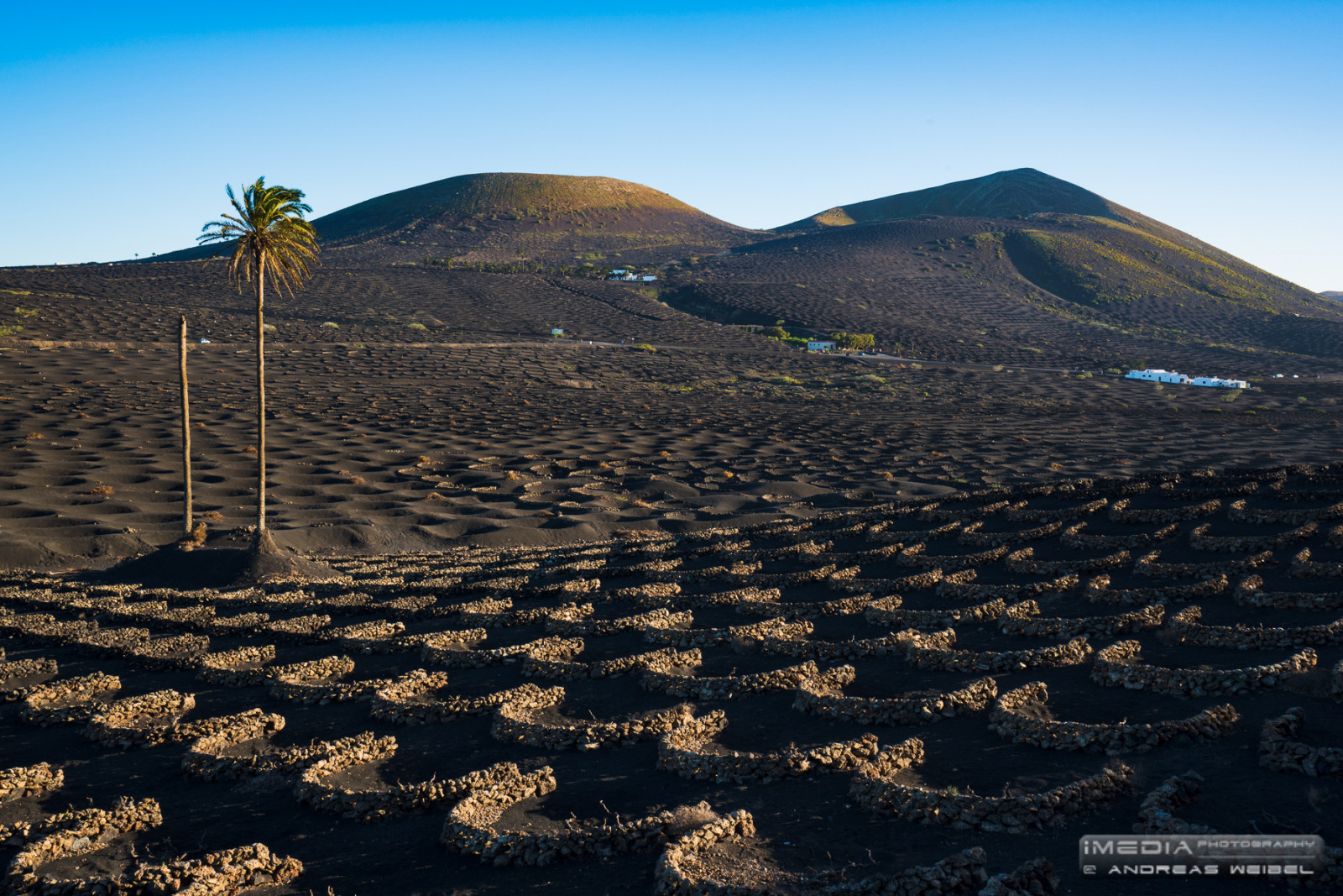 Andy, contraluz, krajina, fotografování, ostrovy, fotograf, víno, Lanzarote, paisaje, Canarias, Andreas, palmtree, podsvícený, kanárek, sopky, fotografia, kamenné zdi, Palmera, Islas, vino, Fotografo, Volcanes, Vinohrady, imedia, Lageria, Vi edos, Vides, Zocos, andreasweibel, imediafotocom