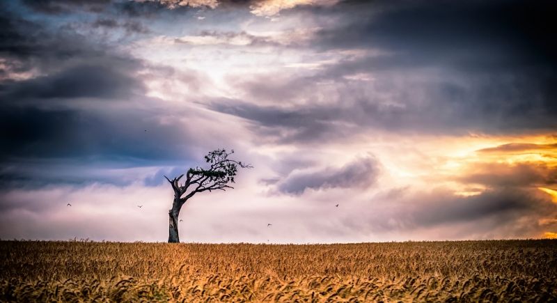 2048x1115 px,skyer,felt,landskap,himmel,trær