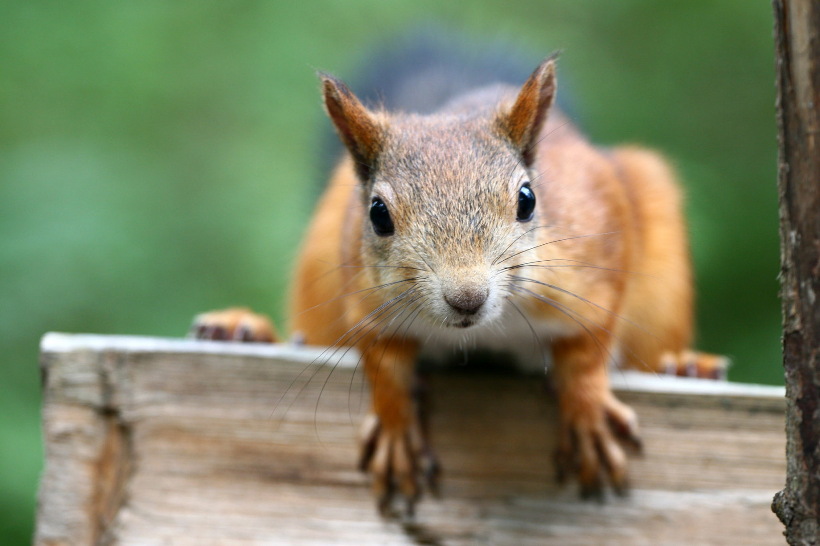 scoiattolo, fauna, mammifero, natura, roditore, barba, volpe scoiattolo, chipmunk, grugno, terrestrial animal, organismo
