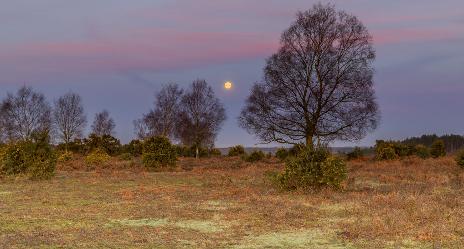 krajina, les, západ slunce, kopec, Příroda, tráva, svítání, Měsíc, večer, ráno, divočina, soumrak, strom, podzim, hora, svítání, lučina, rostlina, sezóna, louka, prostý, zálesí, prérie, kapradí, venkov, místo výskytu, přírodní prostředí, atmosférický jev, dřevina, ekosystém, savana, newforest, Gorse