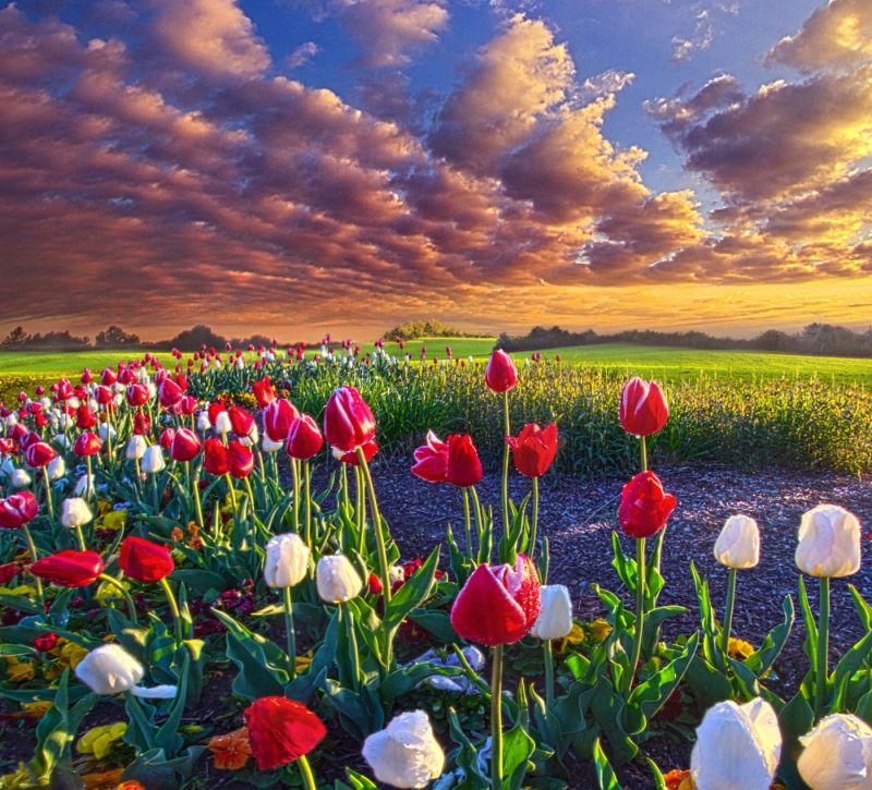 pemandangan, bunga-bunga, alam, tulip, bidang, rumput