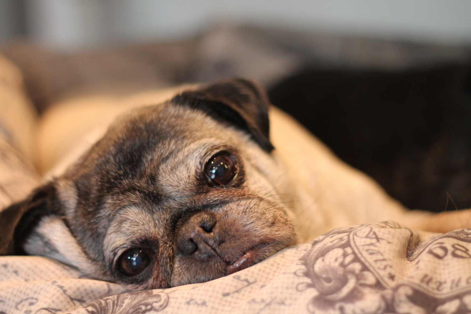 Wallpaper dog, pet, face, fur, eyes, furry, tired, mansbestfriend