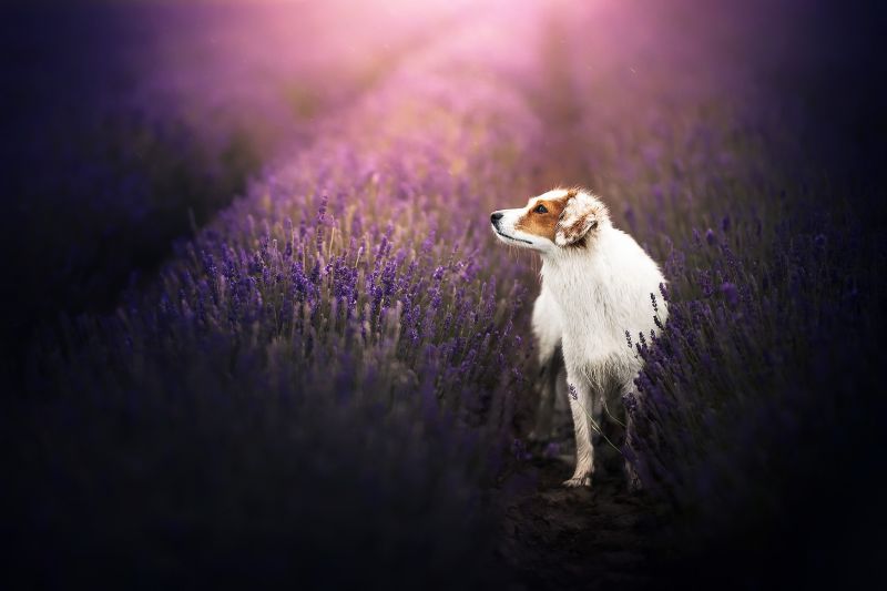 les plantes, chien, animaux, Les mammifères, violet les plantes, chien, animaux, Les mammifères, violet