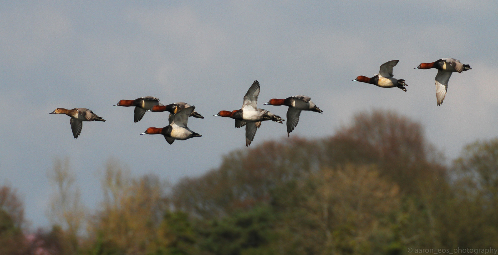 Sigma Goose Wallpaper : park, nature, birds, Canon, duck, spring, wildlife, ducks ...