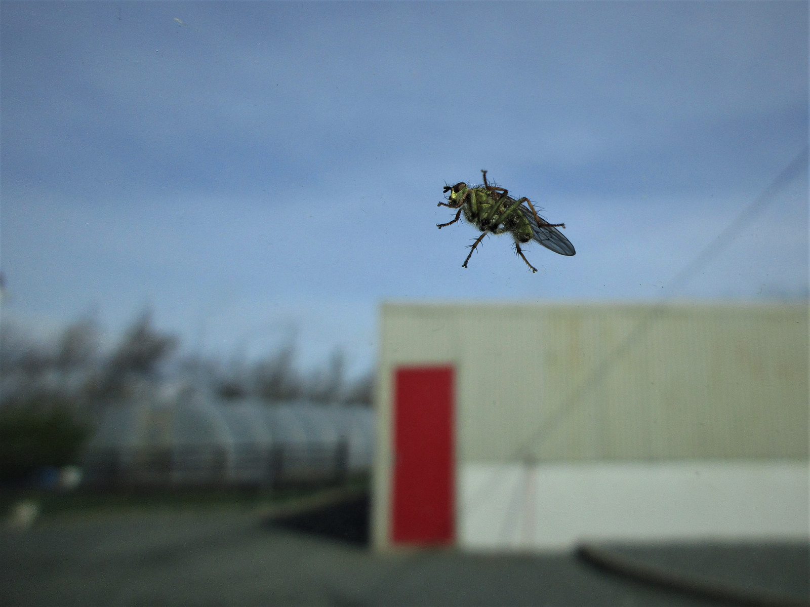 Wallpaper : sky, vehicle, aircraft, insect, glass, Ireland, Fly ...