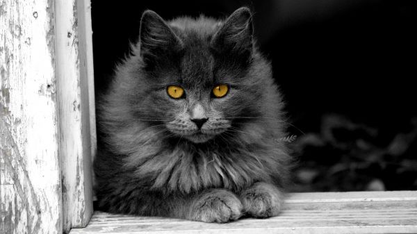 white,black,cat,animals,monochrome,photography