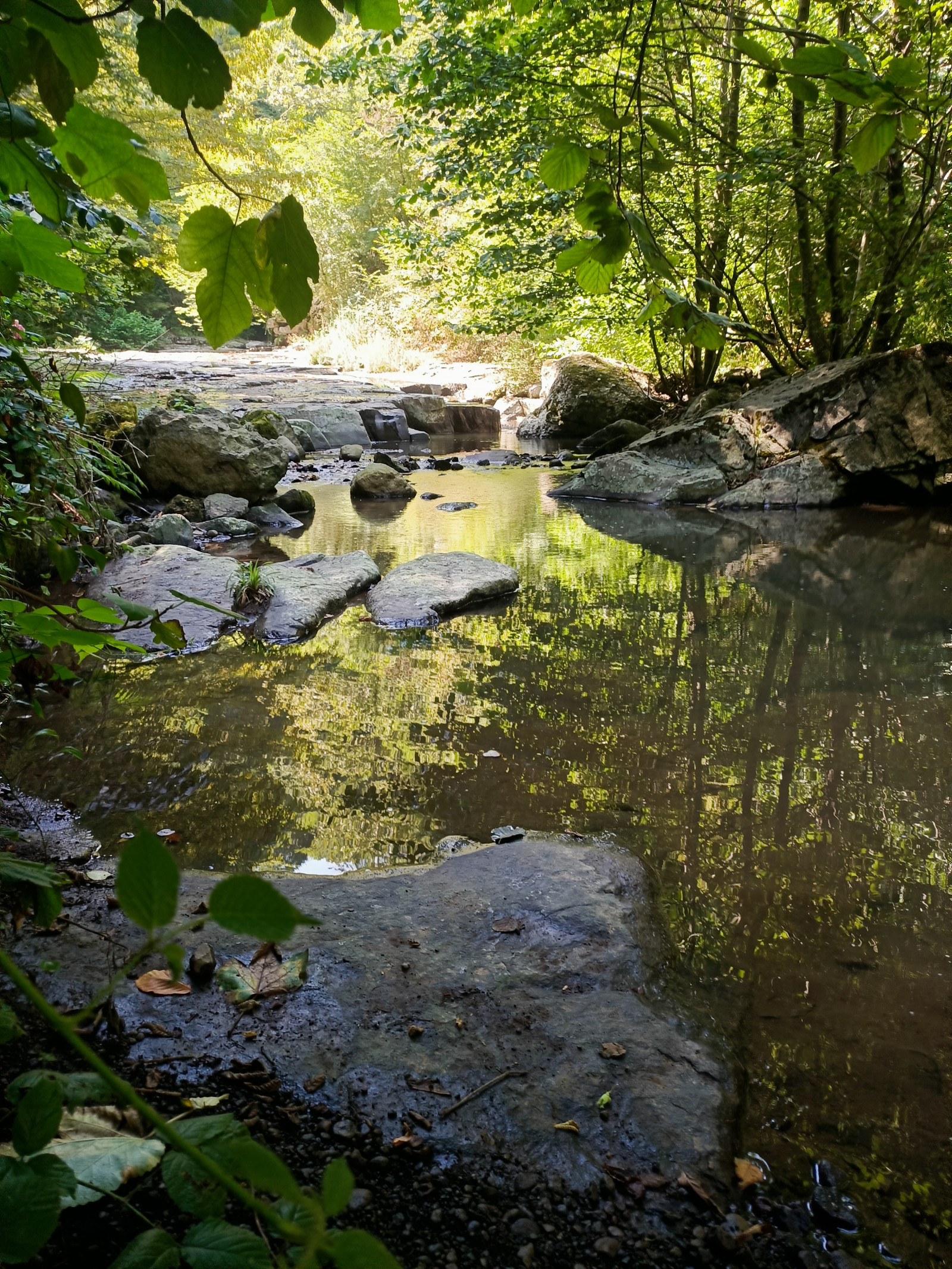 Wallpaper nature, Turkey, leaves, creeks, water, reflection, portrait