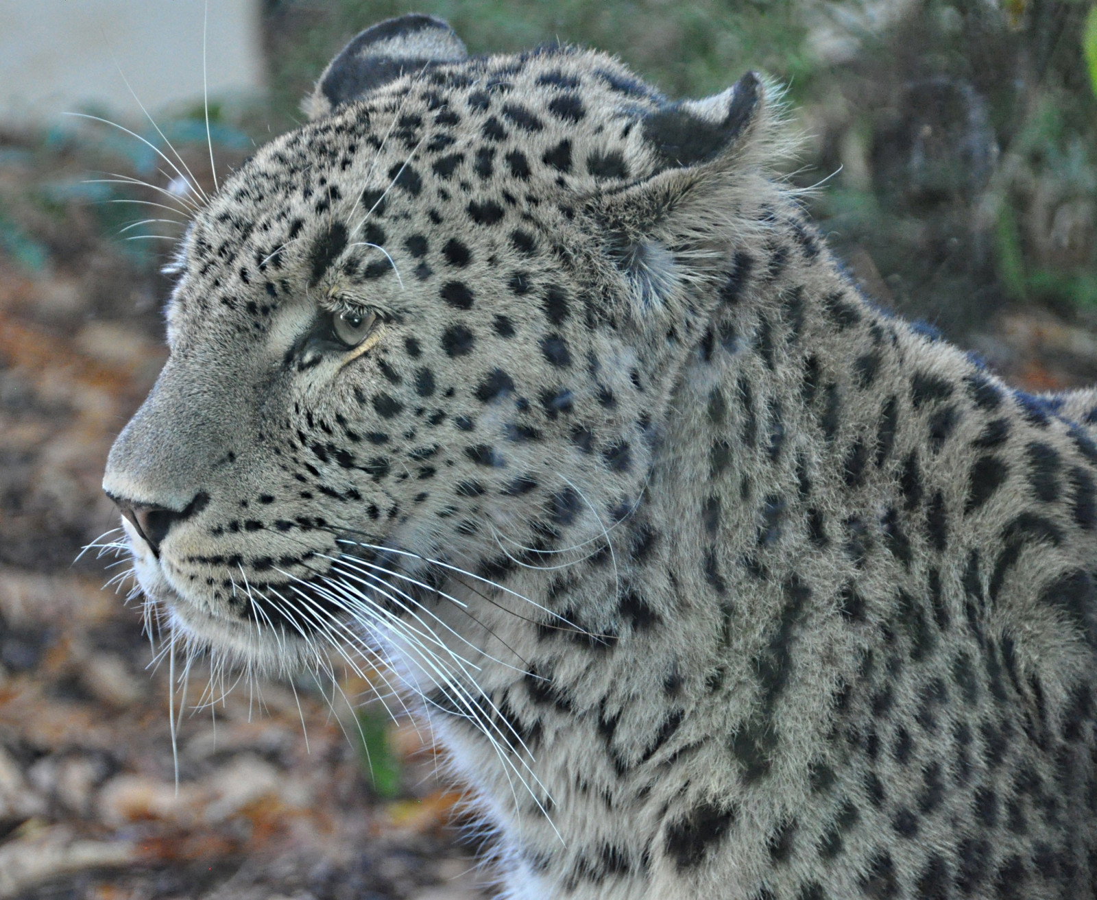 leopard, Volně žijících živočichů, terrestrial animal, savec, kníry, fauna, Jaguár, divočina, čenich, velké kočky, levhart sněžný, organismus, kočka jako savci, tráva, carnivoran, Gepard, Safari, zoologická zahrada, srst
