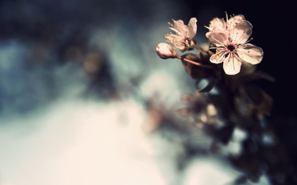 flowers, nature, plants, sunlight, reflection, photography