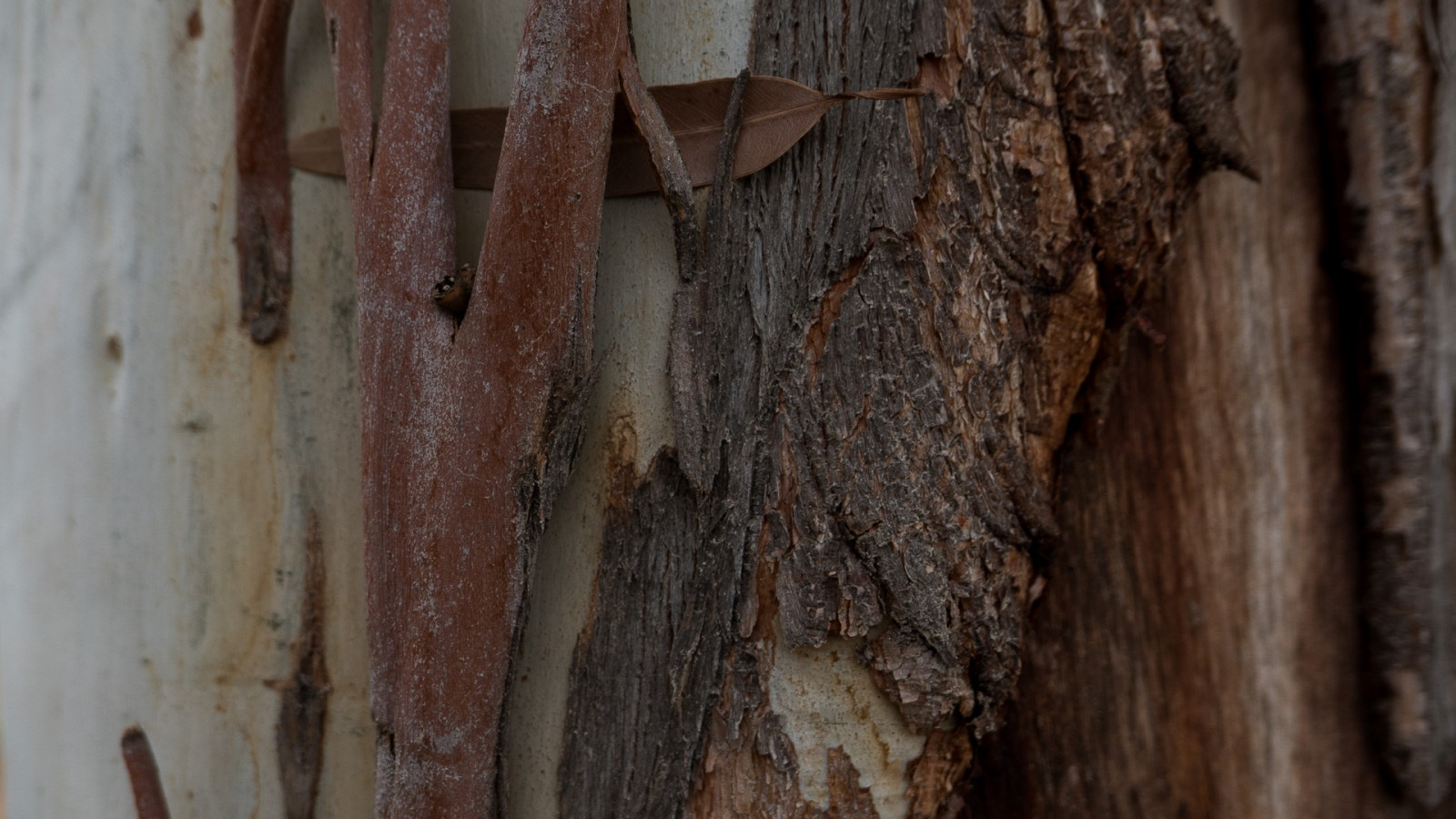 stromy, listy, stěna, dřevo, větev, textura, kůra, strom, půda, dřevina, kufr, rachotit