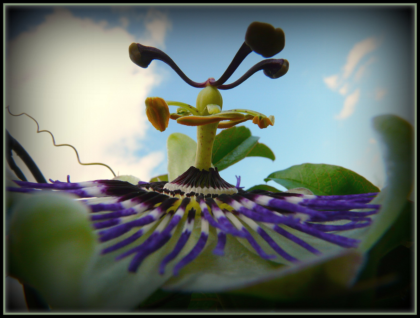 Wallpaper flower, macro, nature, Germany, creative, Cologne, oberberg