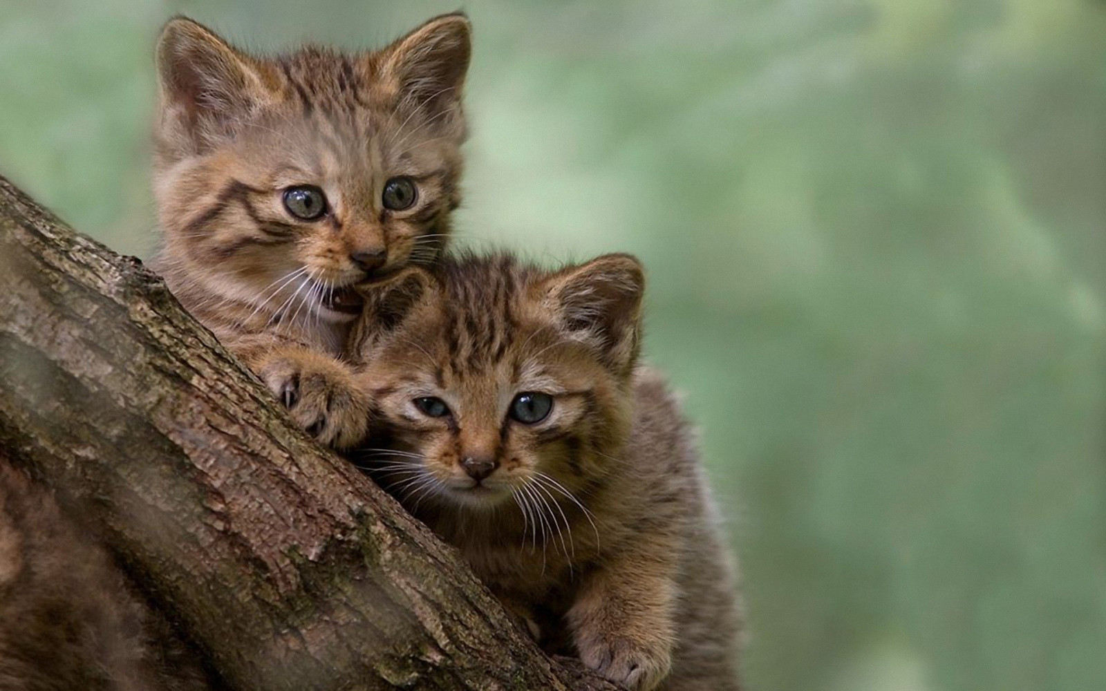 тапети : животни, дивата природа, котенца, мустаци, дива котка, фауна ...
