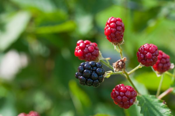 branch, berries, blackberries, food, fruit, rowan