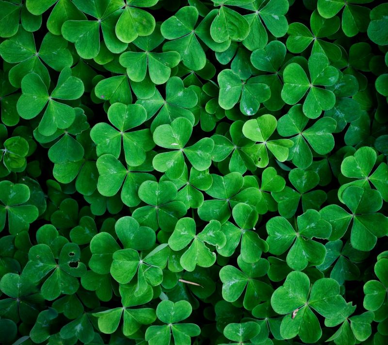 2160x1920 px, Příroda, listy, rostliny 2160x1920 px, Příroda, listy, rostliny