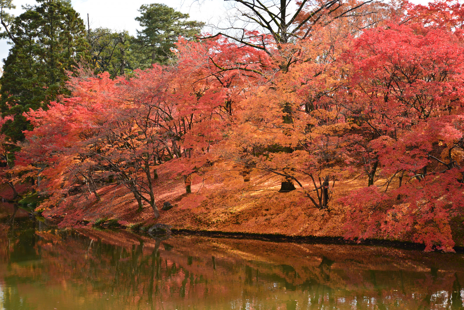 Japan, have, afdeling, japansk, Kyoto, træ, efterår, blad, ahorn, blomst, plante, sæson, vedplante, løvfældende, ahorntræ