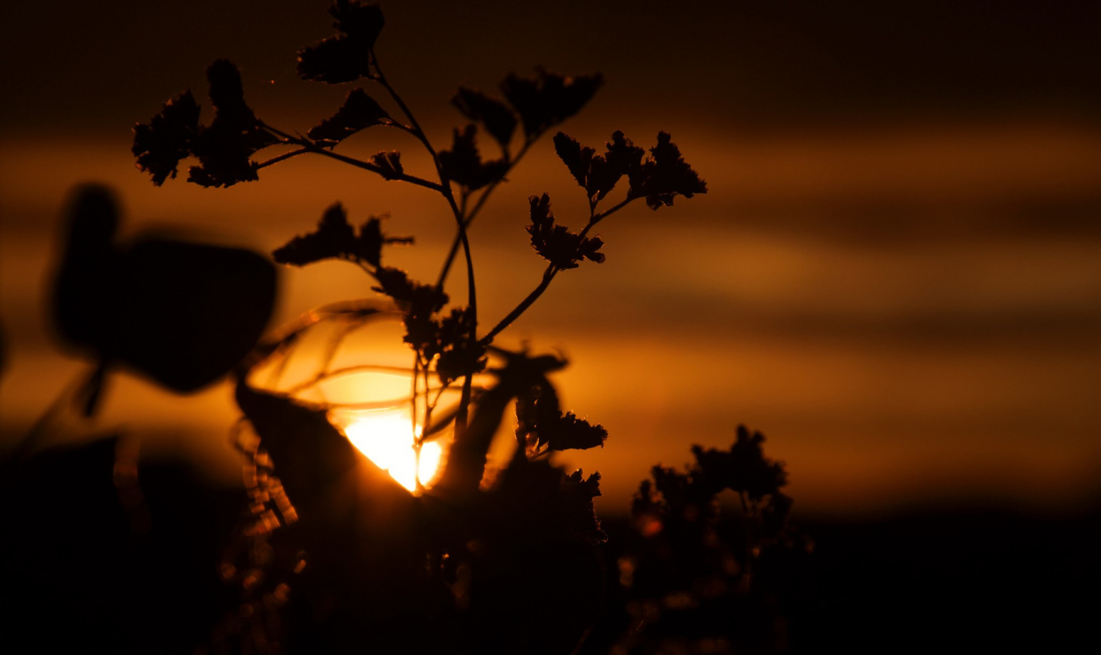 Sonnenlicht, Sonnenuntergang, Nacht-, Natur, Schnee, Winter, Fotografie, Silhouette, Ast, Sonnenaufgang, Abend, Morgen, Sonne, Dämmerung, Licht, Baum, Herbst, Blatt, Blume, Dämmerung, Pflanze, Dunkelheit