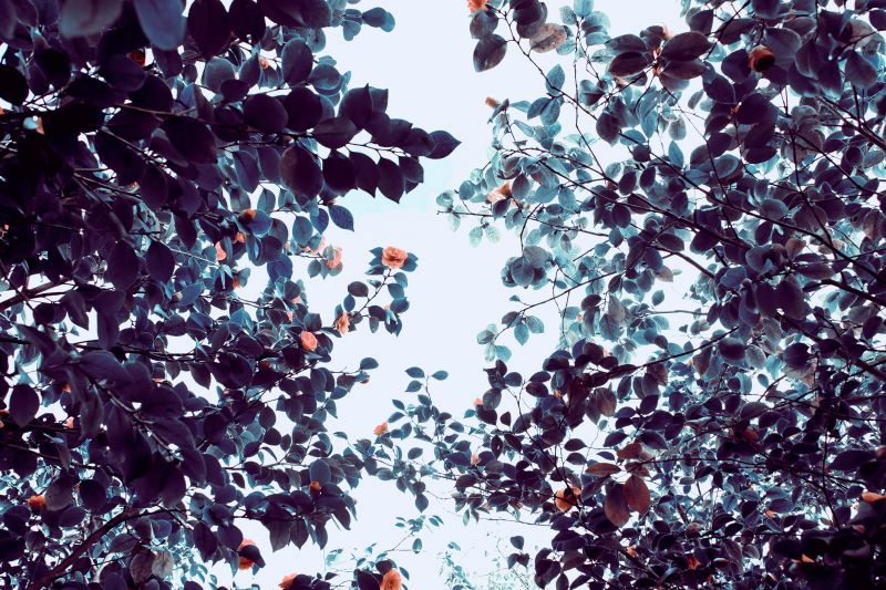 trees, flowers, sunlight, branch, blue, color