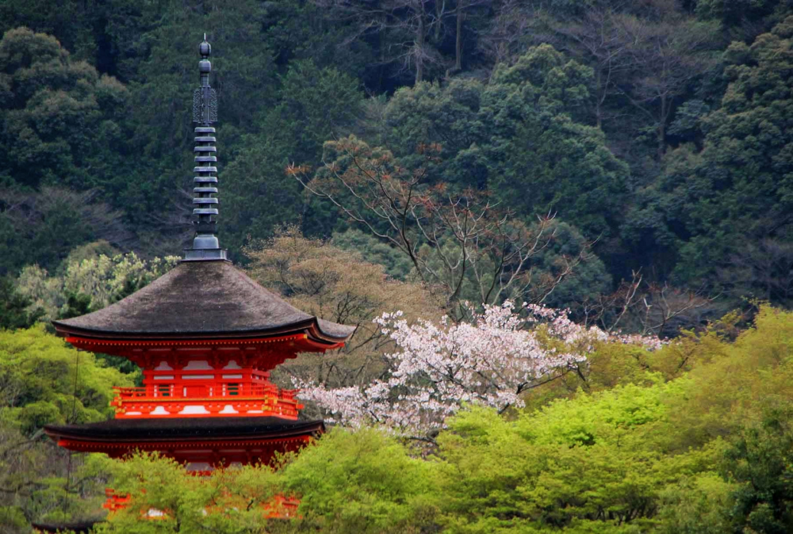 Příroda, vegetace, list, rostlina, strom, stanice hill, pagoda, mount scenérie, hora, turistická atrakce, krajina, národní park, Botanická zahrada, květ, nebe, Cestovní ruch, les, plant community