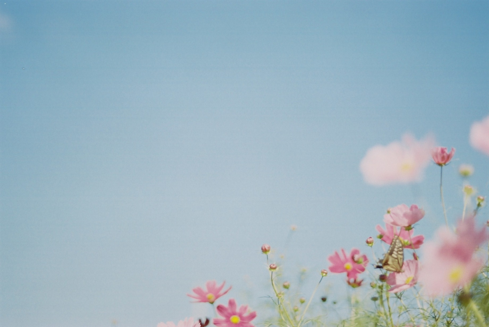 lyserød, efterår, blomst, sommerfugl, kosmos, 2011, kodakportra400, f3t