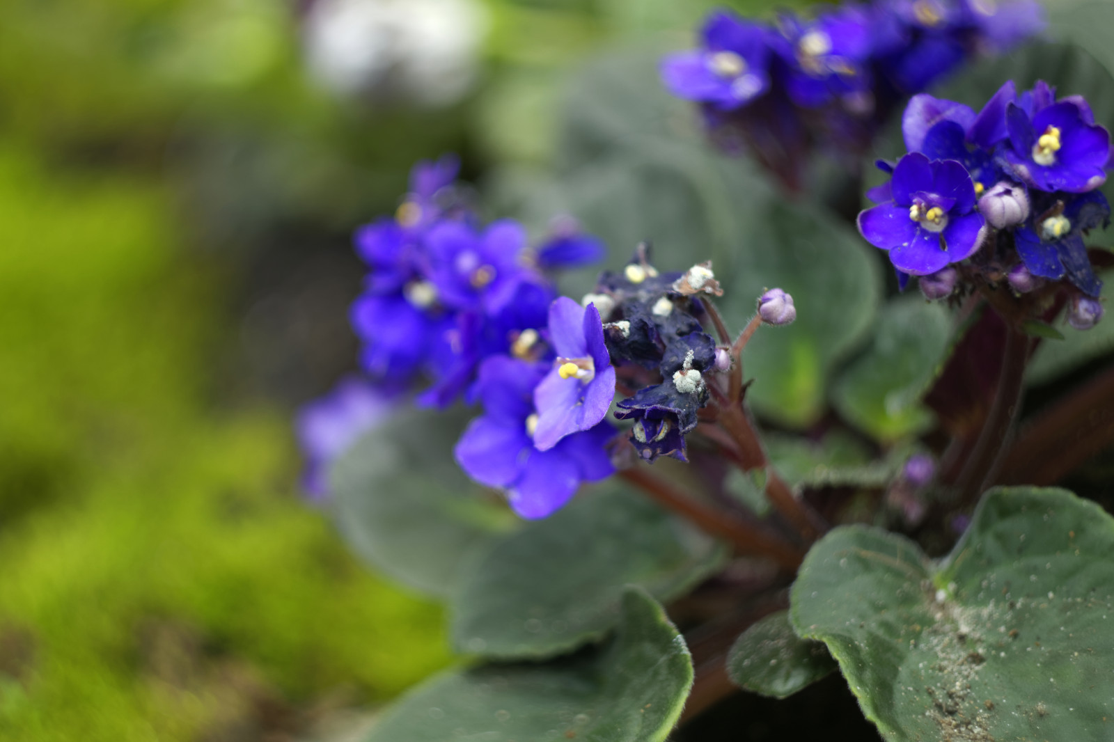 květiny, Příroda, botanický, bokeh, Srbsko, uvnitř, botanické, fialky, Bělehrad, zenitar, 58mm, Beograd, Helios, vintagelens, helios442, Mirrorless, Jevremovac, vintageprime, Vintageprimelenses, nx1000, samsungnx1000