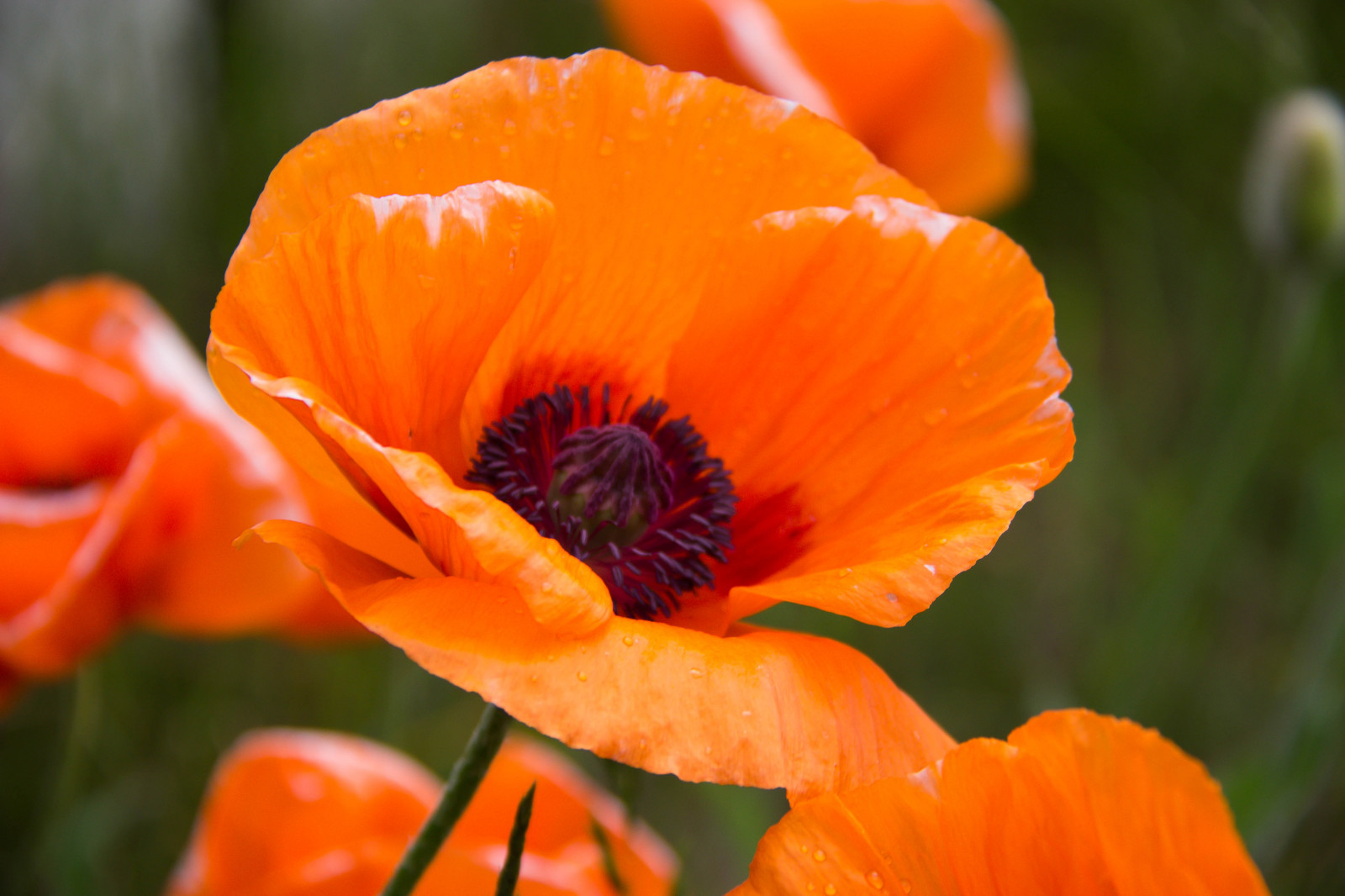 Poppy Flwer Wallpaper : nature, yellow, orange, poppies, flower, flora, blomma ...
