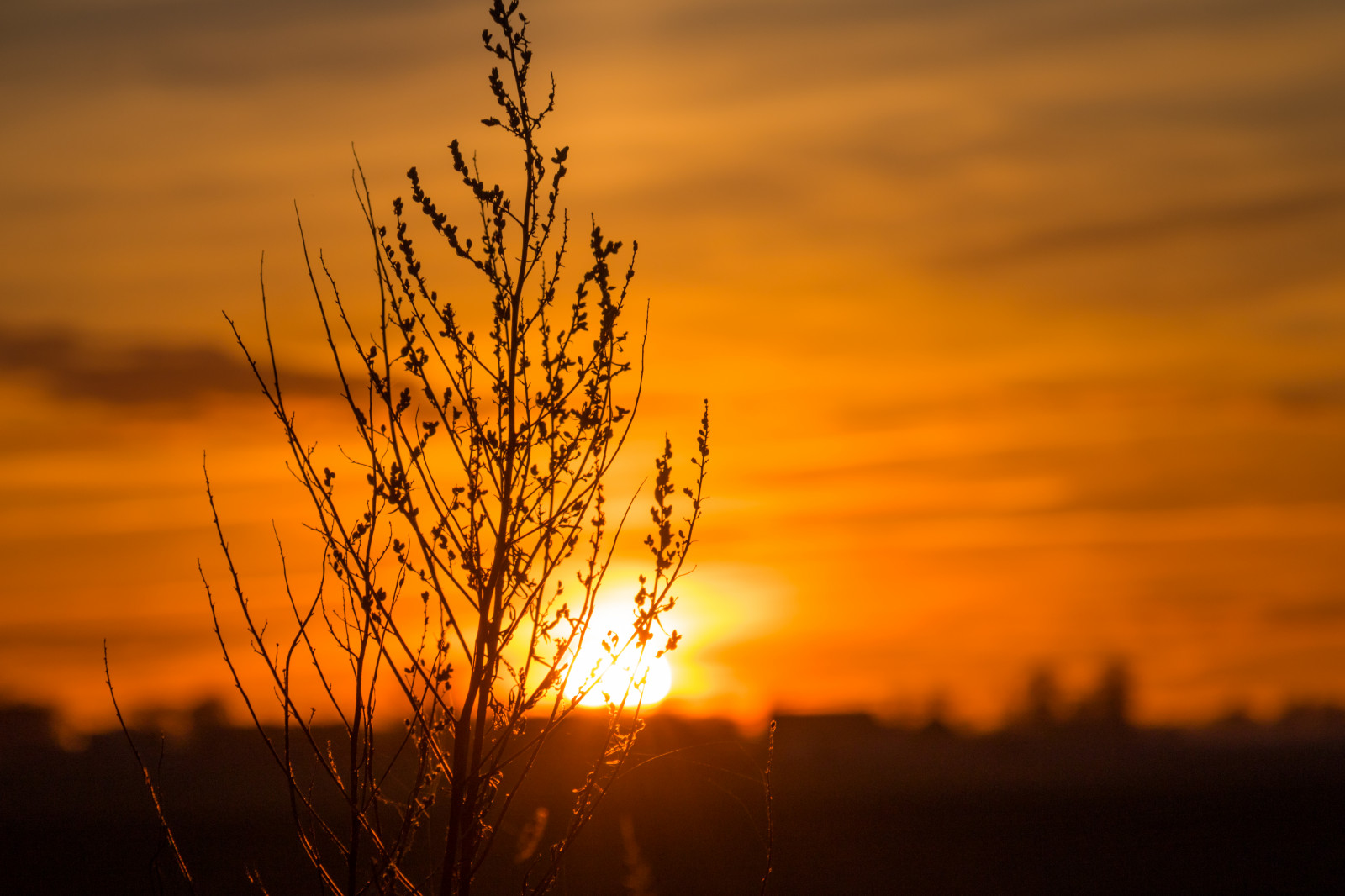แสงแดด, แนวนอน, พระอาทิตย์ตก, ธรรมชาติ, การสะท้อน, ท้องฟ้า, ฟิลด์, ภาพเงา, สาขา, พระอาทิตย์ขึ้น, ตอนเย็น, เช้า, ดวงอาทิตย์, ขอบฟ้า, บรรยากาศ, พลบค่ำ, เบา, เมฆ, ต้นไม้, รุ่งอรุณ, himmel, solnedg ng, Siluett, ชนบท, ลินคอล์น, landsbygd, landskap, ทุ่งหญ้า, ปรากฏการณ์บรรยากาศ, สายัณห์, ท้องฟ้าสีแดงตอนเช้า, ครอบครัวหญ้า