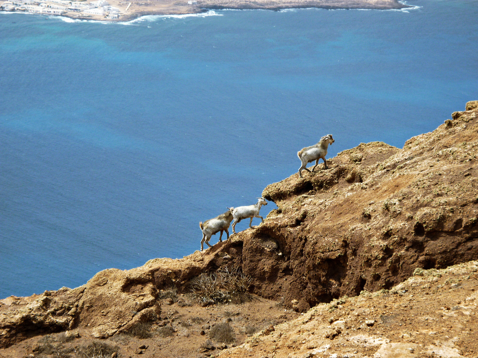 výlet, moře, útes, costy, 3, zvěř, Skála, branco, krajina, pobřeží, tři, kobyla, vítr, Procházka, skupina, chůva, suchý, kozy, gita, útes, průzkum, roccia, tre, suchý, animali, paesaggio, sráz, blufovat, výlet, výlet, Vento, Gruppo, Scogliera, Rupe, Secco, Salita, výlet, passeggiata, Arido, Burrone, Capre, allaperto, Caprette, Precipizio, Versantedellamontagna