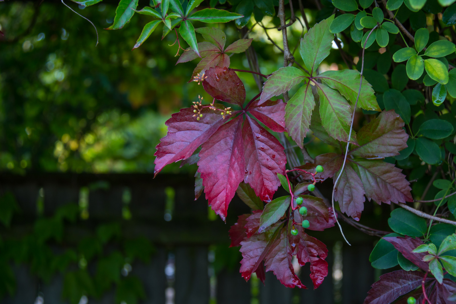 Sonnenlicht, Garten, Natur, Ast, Grün, blühen, Baum, Herbst, Blatt, Blume, Pflanze, Jahreszeit, Flora, H st, L v, Alnarp, Botanik, Landanlage, blühende Pflanze, Holzige Pflanze, Strauch, Ahornbaum