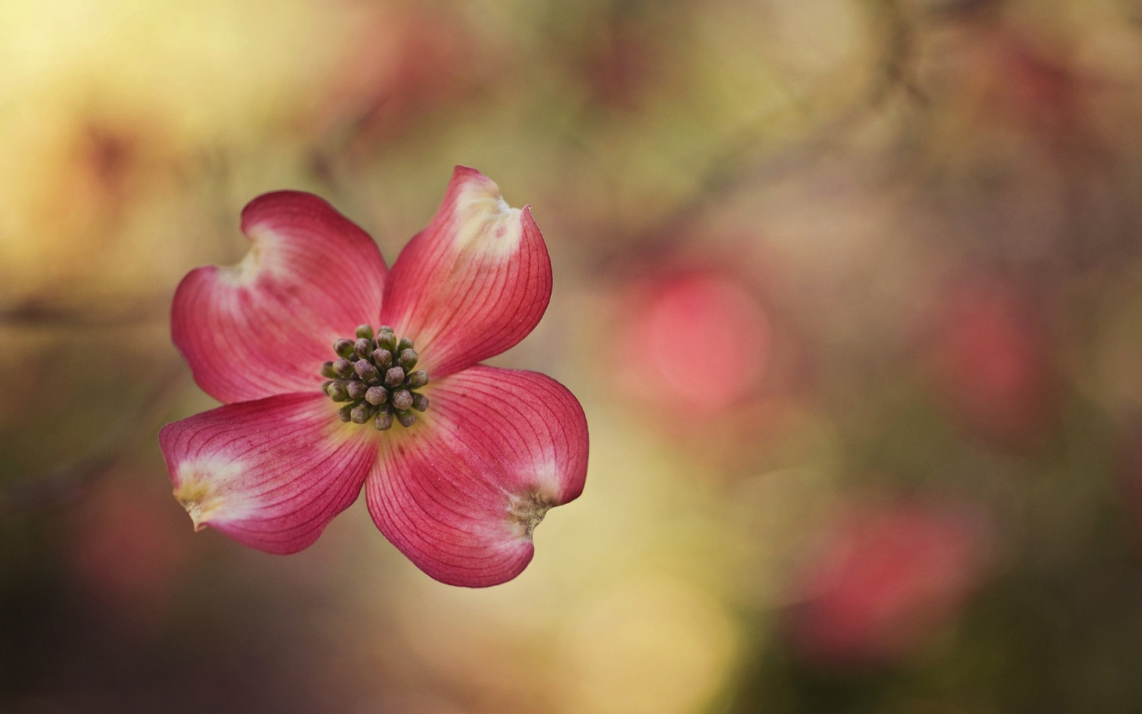 fiori, natura, rosso, fotografia, macro, fiorire, rosa, foglia, fiore, pianta, flora, germoglio, petalo, Fiore di campo, botanica, impianto di terra, pianta fiorita, avvicinamento, fotografia macro, staminali vegetali