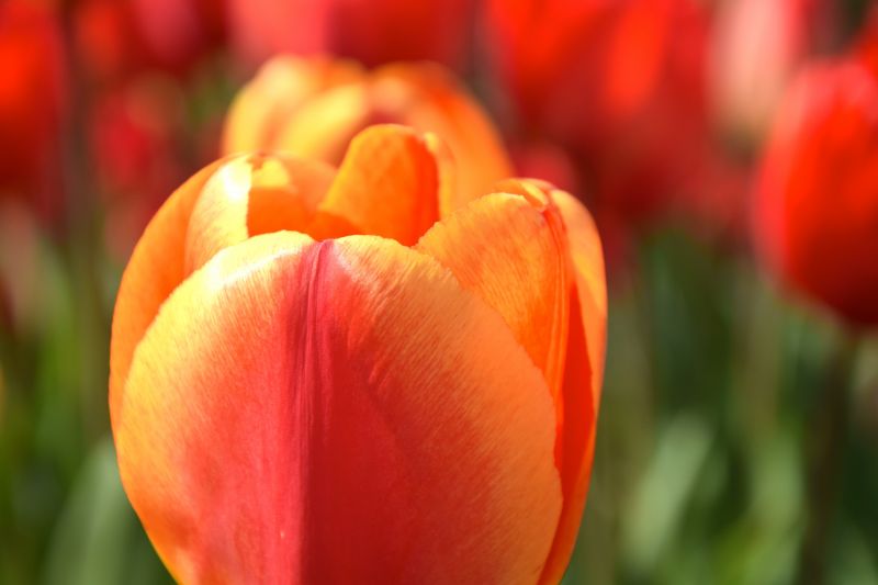 květiny, Červené, tulipány, jaro, zahrada, oranžový květiny, Červené, tulipány, jaro, zahrada, oranžový