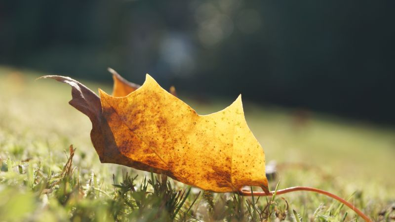sollys, blade, natur, afdeling, gul, Frankrig sollys, blade, natur, afdeling, gul, Frankrig