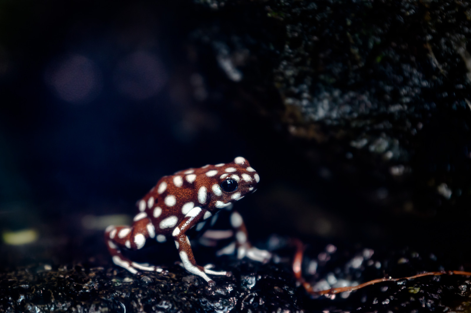 gdl, bokeh, natura, D500, Svizzera, rana, 70200mmf28, animale, 2017, macro, schweiz, pubblicato, interno, 70,2 mila millimetri, Zoo, occhio, Zurich, avvicinamento, animali