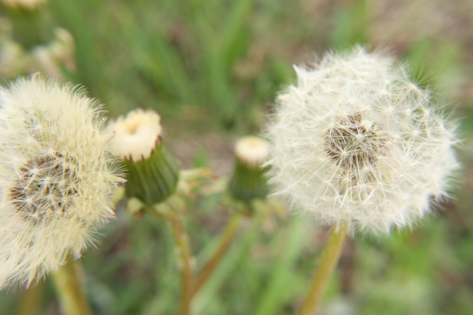 Blumen, Natur, Gras, Pflanzen, Sommer-, Löwenzahn, Blume, Pflanze, Flora, Distel, Wiese, Wildblume, Prärie, produzieren, Botanik, Landanlage, blühende Pflanze, Nahansicht, Makrofotografie, Dornen Stacheln und Stacheln, Pflanzenstamm, Gänseblümchenfamilie, Silybum