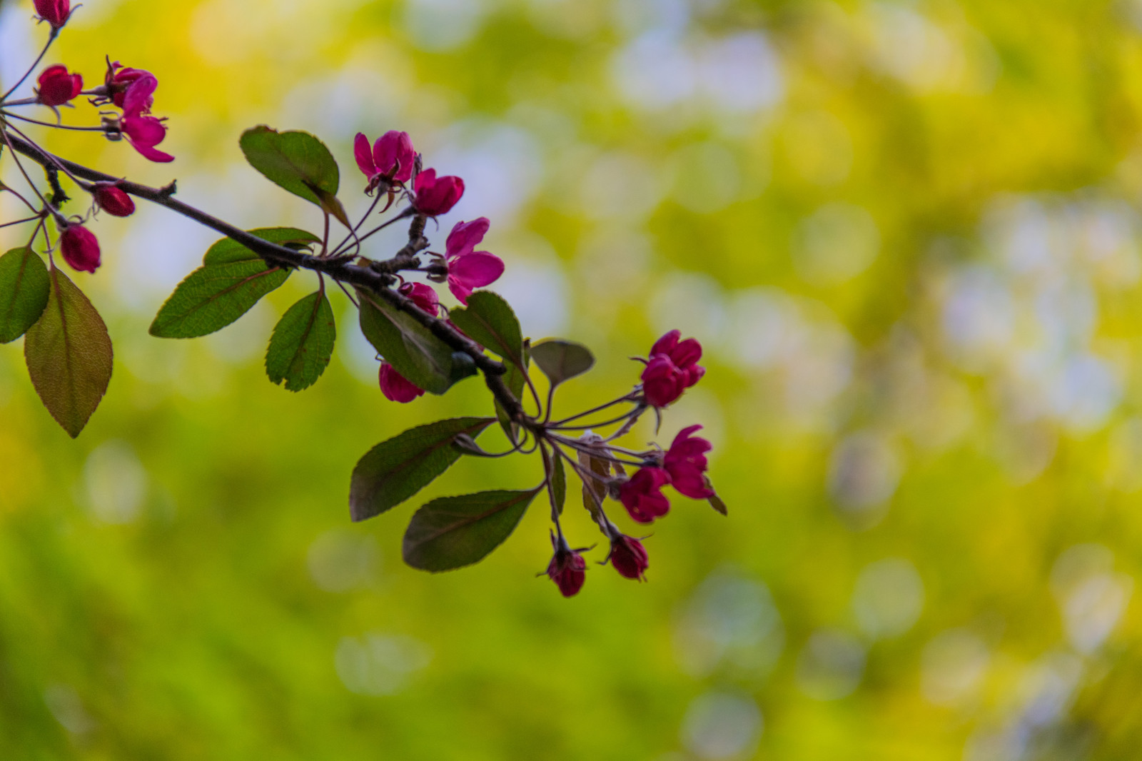slunečnímu záření, jídlo, Příroda, větev, zelená, žlutý, květ, růžový, strom, podzim, list, květ, rostlina, sezóna, flóra, Blomma, Trelleborg, exif modelu canoneos760d, geocountry, Kamera aby kánon, geocity, Model fotoaparátu canoneos760d, geostate, geolocation, EXIF čočka efs18200mmf3556is, EXIF otvor 56, exif focallength 200mm, exif aby kánon, EXIF isospeed 500, Blom, rosa, louka, divoká rostlina, vyrobit, botanika, suchozemská rostlina, kvetoucí rostlina, dřevina, zblízka, keř, makro fotografie, závod stonek