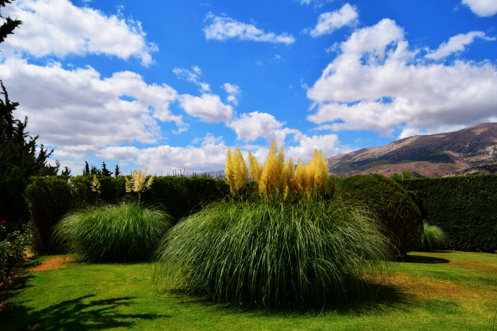 nebe, Příroda, mrak, tráva, vegetace, tráva rodina, lučina, krajina, trávník, pole, rostlina, louka, zahrada, slunečnímu záření, strom, biome, keř, počítač tapeta, prérie, meteorologický jev, Botanická zahrada, terénní, křoviny