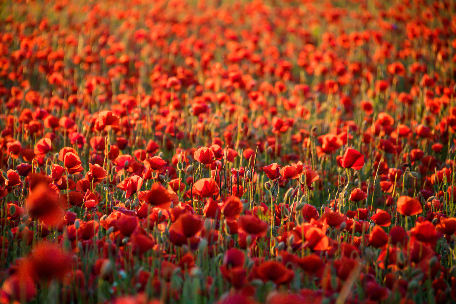 Červené, pole, tyč, květ, rostlina, mák, tulipán, flóra, Blomma, f lt, vallmo, exif modelu canoneos760d, Kamera aby kánon, Model fotoaparátu canoneos760d, geolocation, EXIF čočka efs18200mmf3556is, EXIF otvor 56, exif focallength 200mm, exif aby kánon, exif isospeed 800, okvětní lístek, skateholm, louka, divoká rostlina, coquelicot, suchozemská rostlina, kvetoucí rostlina, makro fotografie, mák rodina