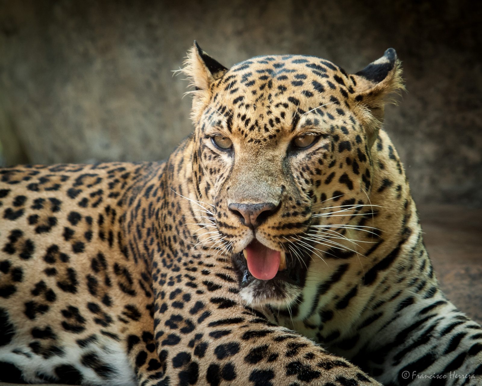 město, dovolená, zvíře, zvěř, savec, zoologická zahrada, Leopardo, Kočkovitý, Spojené státy, Florida, ciudad, leopard, Neapol, Felino, Zoologico, animales, vacaciones, vacacion, Mamifero, pantherapardus, zoologicalgarden, parquezoologico, zoologicalpark, Napleszoo, Spottedleopard, Jard nzool gico