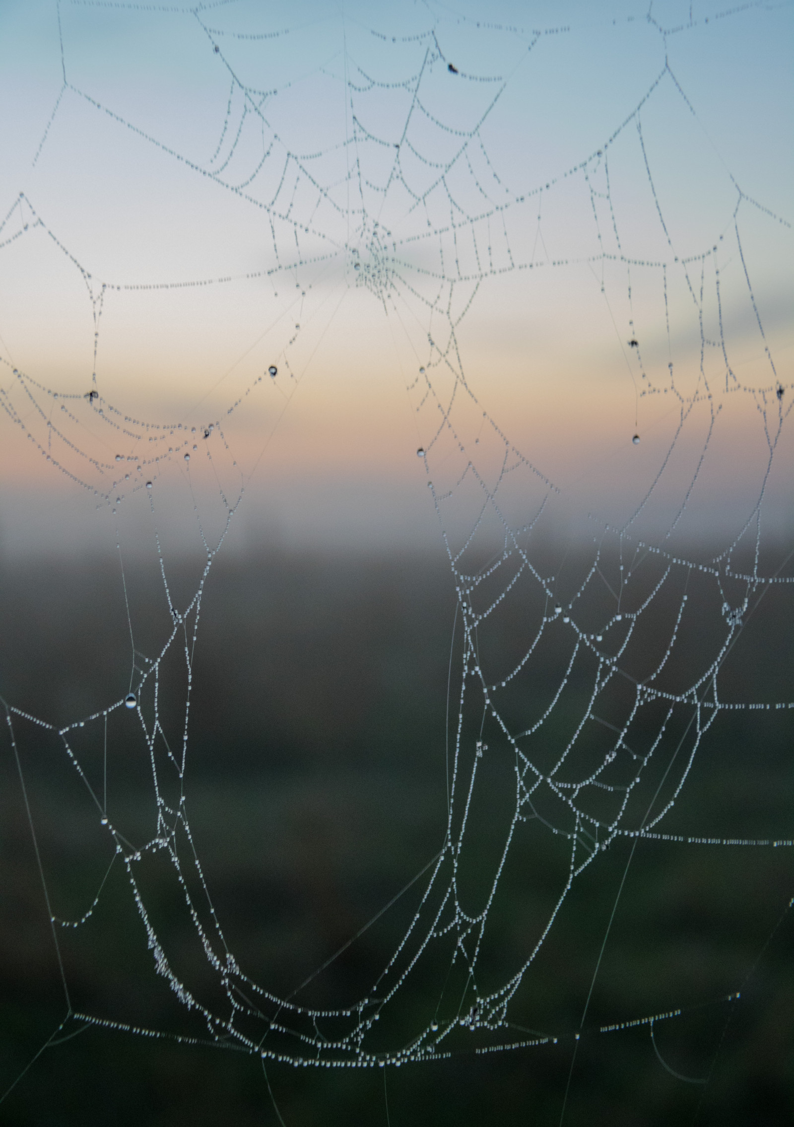 krajina, voda, odraz, nebe, svítání, ráno, mlha, venkovský, mrak, mlha, bluehour, web, nebe, dimma, venkov, moln, spindeln t, landsbygd, materiál, soluppg ng, čára, s dersl tt, landskap, Norra by, exif modelu canoneos760d, geocountry, Kamera aby kánon, geocity, Model fotoaparátu canoneos760d, geostate, geolocation, EXIF čočka efs18200mmf3556is, exif aby kánon, bl timmen, EXIF otvor 45, exif focallength 50mm, exif isospeed 2000, n t, morgon, outdoor struktura, bezobratlý, vlhkost, pavoučí síť