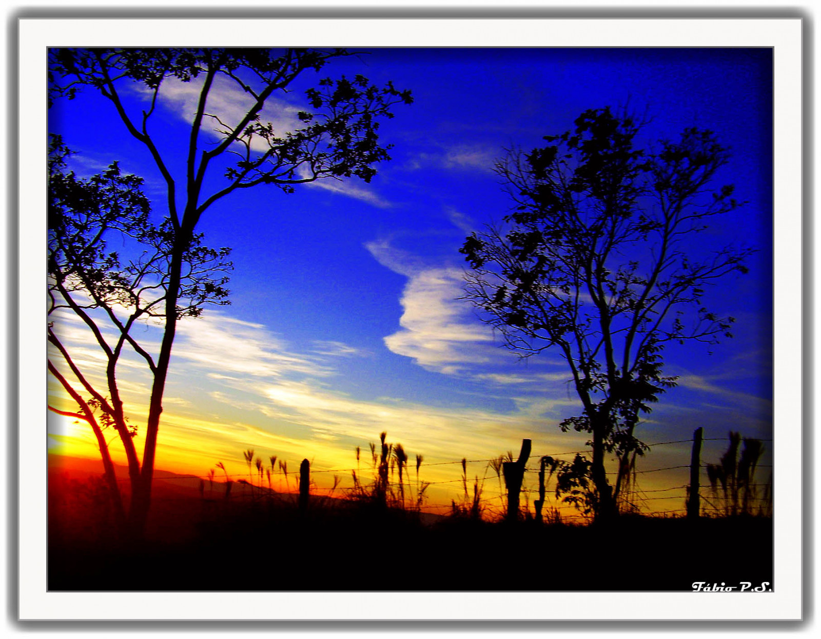 stromy, západ slunce, Červené, nebe, mraky, větev, žlutý, modrý, slunce, azul, slunce, strom, květ, mywinners, aplusphoto, pordosol, Arvore, arvores, prérie, nuvens, amarelo, moderní umění, savana, vermelho, CEU, fabiorosario, ros riodoiva, f biops