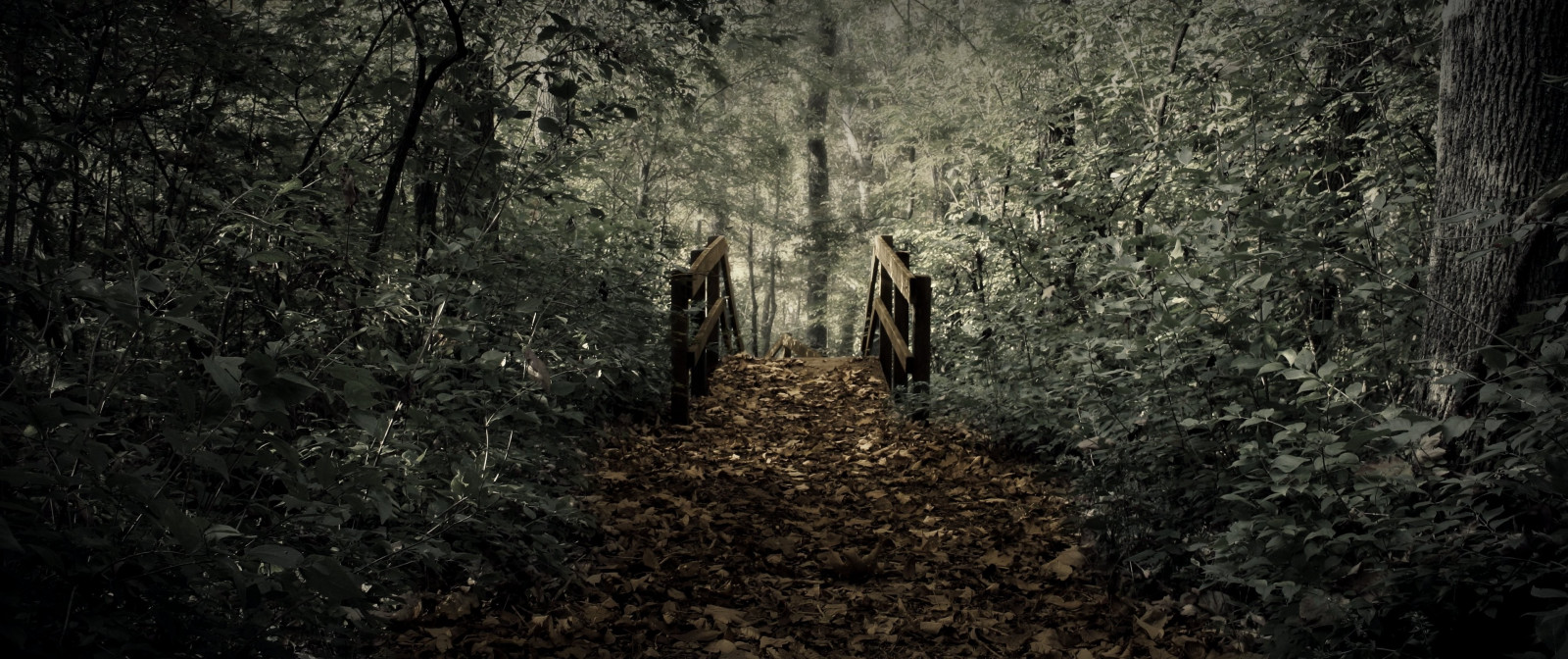 sollys, landskab, Skov, natur, bro, struktur, grusvej, hule, sti, dannelse, lys, træ, mørke, skærmbillede, skov, jord, levested, naturligt miljø, computer tapet, vedplante, 3835x1612 px