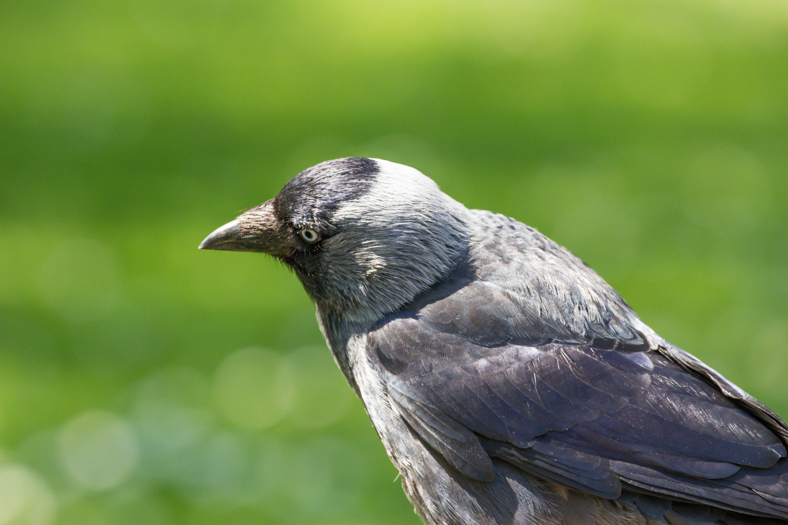 Příroda, Havran, Volně žijících živočichů, vrána, zobák, pták, Malmo, Pildammsparken, f gel, Kamera aby kánon, geolocation, exif aby kánon, EXIF otvor 63, EXIF ef70300mmf456lisusm čočka, EXIF isospeed 500, exif focallength 260mm, Kaja, kavka, Model fotoaparátu canoneos100d, exif modelu canoneos100d, křídlo, fauna, havran, prohlížení pták, obratlovců, zblízka, vrána jako pták, Emberizidae, american vrána