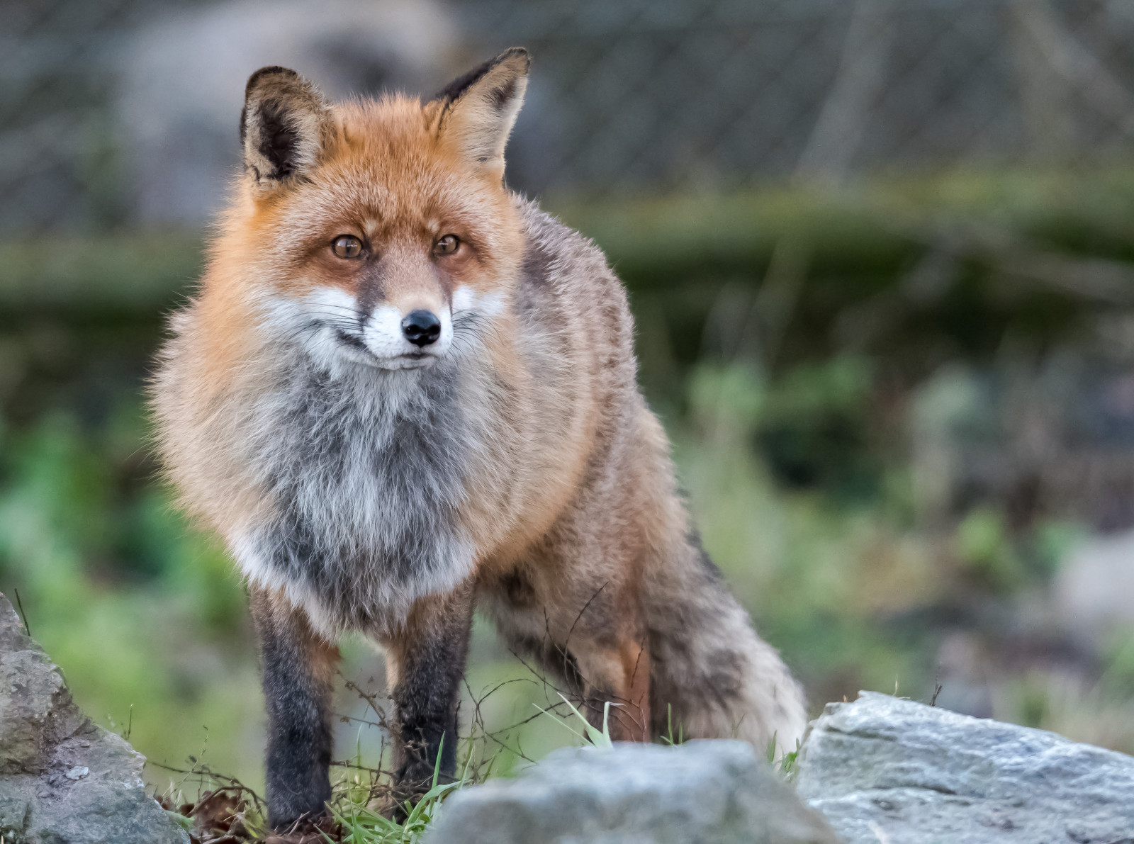 dyr, vinter, dyreliv, pels, Ræv, Stockholm, Sverige, whiskers, Gray Fox, djur, fauna, pattedyr, snude, rød ræv, kitræv, dhole, canis lupus tundrarum, Skansen, RAV, terrestrial animal